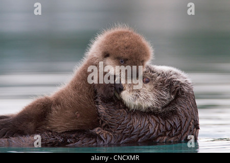 Weiblich-Sea Otter Holding neugeborenen Welpen aus Wasser, Prinz-William-Sund, Yunan Alaska, Winter Stockfoto