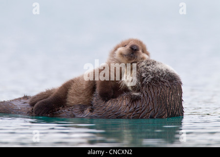 Weiblich-Sea Otter mit neugeborenen Welpen Reiten auf ihren Magen, Prinz-William-Sund, Yunan Alaska, Winter Stockfoto