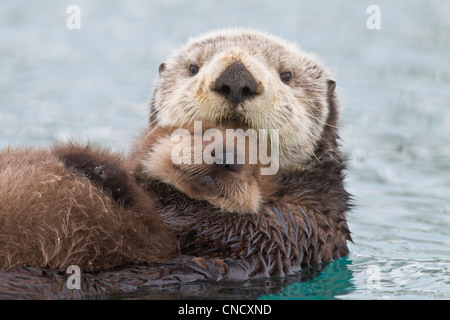 Weiblich-Sea Otter Holding neugeborenen Welpen aus Wasser, Prinz-William-Sund, Yunan Alaska, Winter Stockfoto