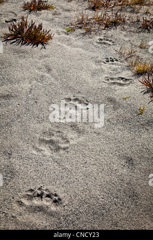 Bär druckt in den Sand, Glacier Bay Nationalpark & Preserve, südöstlichen Alaska, Sommer Stockfoto