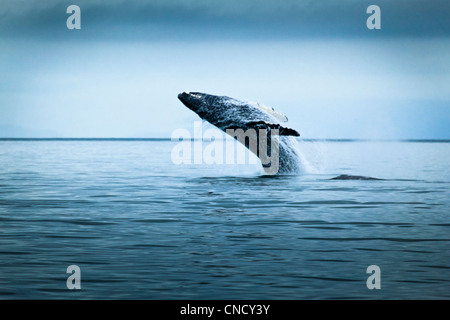 Buckelwal Verletzung an einem bewölkten Tag, Glacier Bay Nationalpark & zu bewahren, südöstlichen Alaska, Sommer. Stockfoto