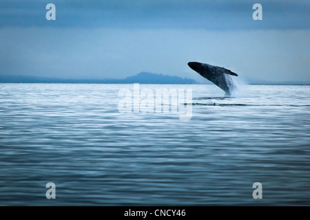 Buckelwal Verletzung an einem bewölkten Tag, Glacier Bay Nationalpark & zu bewahren, südöstlichen Alaska, Sommer. Stockfoto