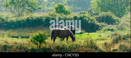 Bilder von england Stockfoto