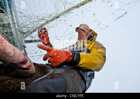 Berufsfischer holt Sockeye Lachs aus einem Schleppnetz an einem Set Netto Standort im Naknek River, Bristol Bay, Alaska, Sommer Stockfoto