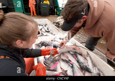 Ocean Beauty Seafoods führt Qualitätskontrolle auf Rotlachs an Bord eine Ausschreibung in Ugashik Bay, Bristol Bay, Alaska Stockfoto