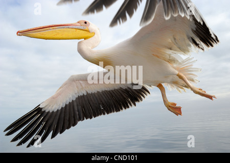 Großer weißer Pelikan fliegen Stockfoto