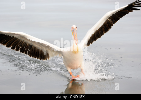 Großer weißer Pelikan Landung auf dem Wasser. Stockfoto