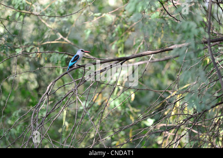 Woodland Kingfisher - Senegal Kingfisher (Halcyon Senegalensis) thront auf einem Baum Lake Baringo Kenia - Ostafrika Stockfoto