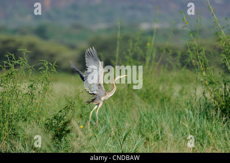 Goliath Reiher (Ardea Goliath) ausziehen aus ein sumpfiges Gebiet am Lake Baringo - Kenia - Ost-Afrika Stockfoto