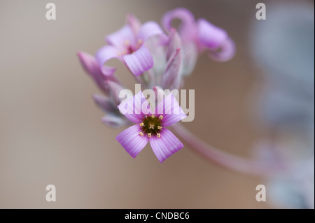 Kalanchoe Pumila. Stellen Sie Kalanchoe in den Schatten. Blume Pflanze Staub Stockfoto