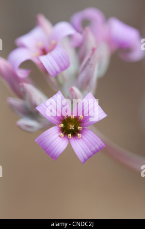 Kalanchoe Pumila. Stellen Sie Kalanchoe in den Schatten. Blume Pflanze Staub Stockfoto