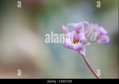 Kalanchoe Pumila. Stellen Sie Kalanchoe in den Schatten. Blume Pflanze Staub Stockfoto