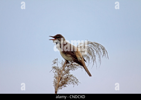Große Reed Warbler Gesang von seinem Ast auf tote Schilf Blume in Nordgriechenland Stockfoto