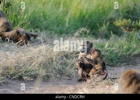 Gelbe Pavian - Savanne Pavian (Papio Cynocephalus) junge Paviane spielen auf dem Boden Masai Mara Kenia - Ostafrika Stockfoto