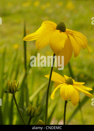 Rudbeckien baumannii Herbstsonne im späten Sommer Sonnenlicht Stockfoto