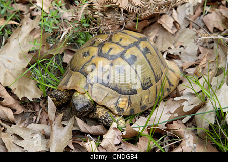 Hermans Schildkröte weiblich in Rodungen in Nordgriechenland Stockfoto