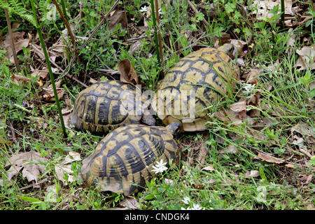 Hermans Schildkröte glühender Männchen verfolgt größeren Weibchen in Rodungen in Nordgriechenland Stockfoto