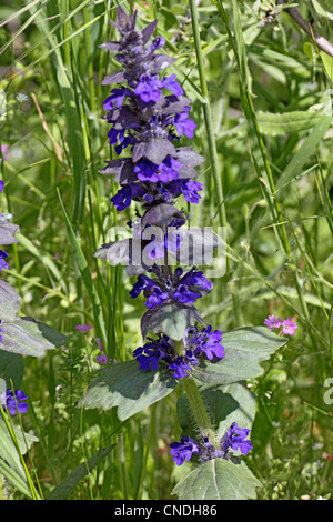 Blaue Signalhorn wächst auf Wiese in Nordgriechenland Stockfoto