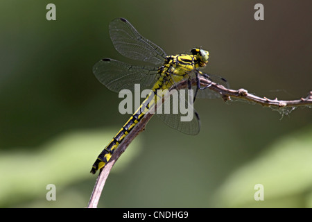 Club-tailed Libelle ruht auf Zweig in Nordgriechenland Stockfoto