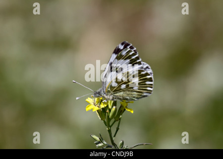 Östlichen Bad weißer Schmetterling Fütterung auf Kreuzblütler in Nordgriechenland Stockfoto