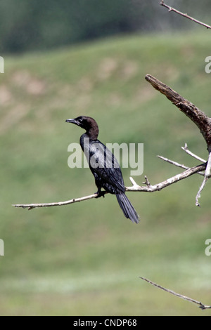 Zwergscharbe thront in toten Baum am Ufer des Sees in Nordgriechenland Stockfoto