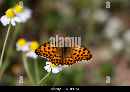 Königin von Spanien Fritillary Butterfly Fütterung mit ausgebreiteten Flügeln auf Blüte in Nordgriechenland Stockfoto