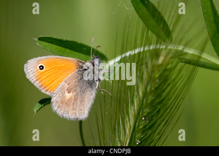 Kleine Heide ruht auf Flowerhead wilde Gerste in Nordgriechenland Stockfoto