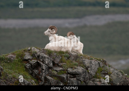 Rams Dall-Schafe (Ovis Dalli) ruhen auf einem Felsvorsprung Rock bei Polychromie Pass, Denali-Nationalpark, Alaska. Stockfoto