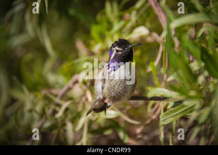 Costas Kolibri (Calypte besteht) die Sonoran Desert Museum in der Nähe von Tucson, Arizona. Stockfoto