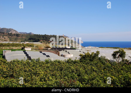 Pflanzen wachsen unter Poly-Tunnel durch das Meer, Maro, Costa del Sol, Provinz Malaga, Andalusien, Spanien, Westeuropa. Stockfoto