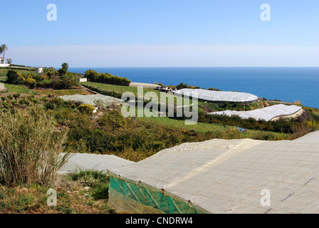 Pflanzen wachsen unter Poly-Tunnel durch das Meer, Maro, Costa del Sol, Provinz Malaga, Andalusien, Spanien, Westeuropa. Stockfoto