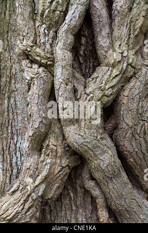 verdrehte Baum Trund in Lodore Wäldern, Keswick, Großbritannien Stockfoto