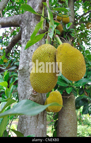 Durian Fuit wächst im Feld in der Provinz Ratchaburi, Thailand Stockfoto