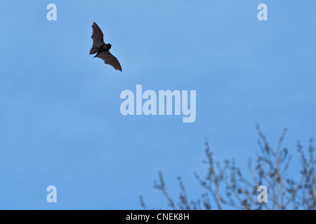 Mopsfledermaus (Barbastella Barbastellus) im Flug bei Tageslicht, Hayley Wood, Cambridgeshire, England Stockfoto