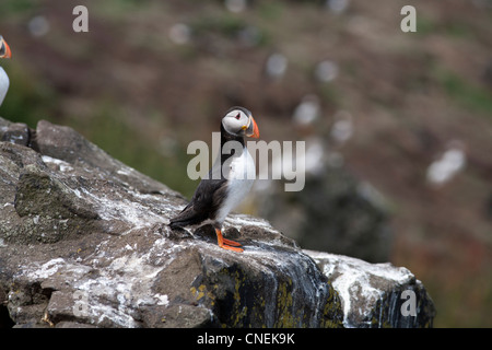 Papageientaucher auf der Isle of May in den Firth of Forth, Schottland Stockfoto