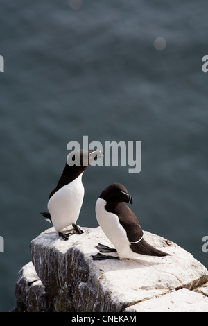 Tordalken auf der Isle of May in den Firth of Forth Schottland, Vereinigtes Königreich Stockfoto