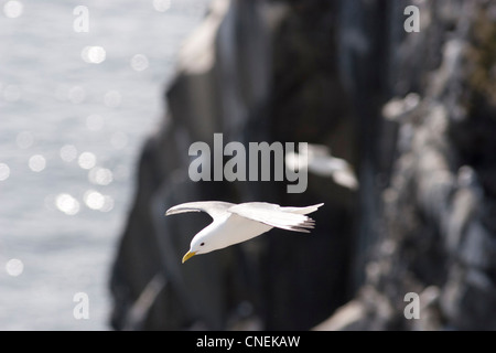 Seevögel auf der Isle of Mai Schottland Stockfoto