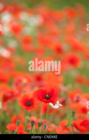 Mohnfeld UK Stockfoto