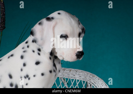 Dalmatinischen Welpen-Kopfschuss Stockfoto