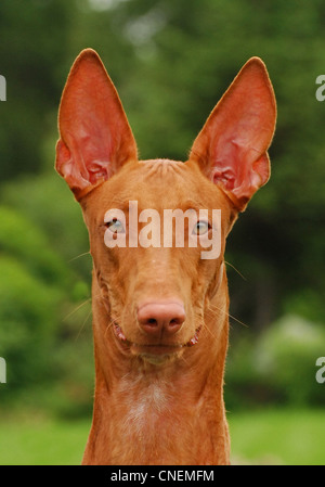 Pharaonenhund Hund nahe Porträt Stockfoto