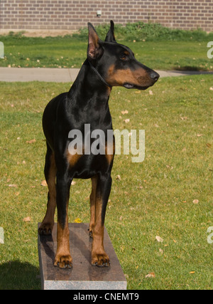 Doberman Pinscher stehen auf Bank Stockfoto