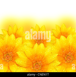 Abstrakte gelbe Blumen säumen Hintergrund, extreme Nahaufnahme mit soft Focus, wunderschöne Natur Details mit Text-Raum Stockfoto