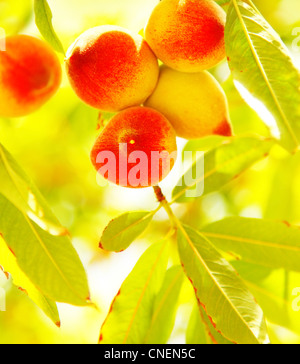 Reifer Pfirsich Baum voller frische neue Früchte, fruchtbare Ernte Konzept Stockfoto