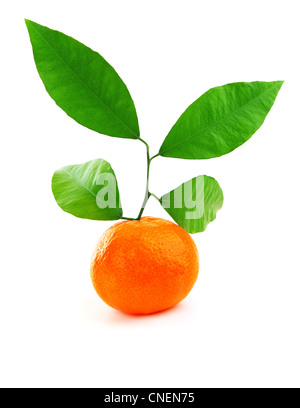 Reife frische Mandarine mit verlässt isolierten auf weißen Hintergrund Stockfoto