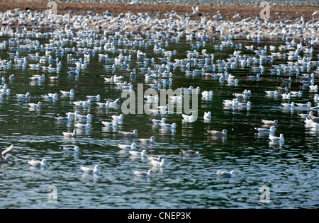 Hering und Glaucous geflügelte Möwen sammeln für eine Fütterung Bonanza auf Hering Untiefen, Vancouver Island.  SCO 8137 Stockfoto