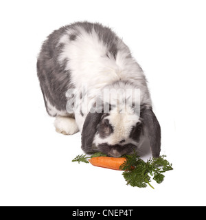 Süße grau und weiß Lop Eared Hase biegen ab, um Karotten und grünem Gemüse Essen auf weißem Hintergrund Stockfoto