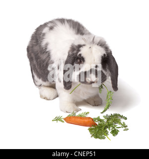 Süße grau und weiß Lop Eared Hase essen Karotten und grünes Gemüse auf weißem Hintergrund Stockfoto