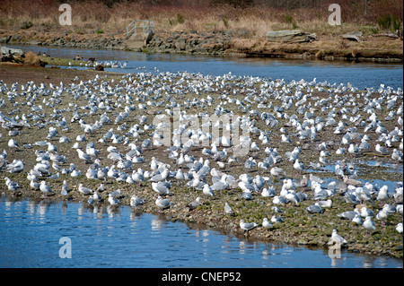 Hering und Glaucous geflügelte Möwen sammeln für eine Fütterung Bonanza auf Hering Untiefen, Vancouver Island.  SCO 8138 Stockfoto