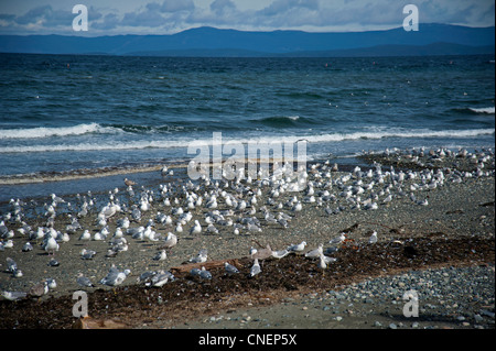 Hering und Glaucous geflügelte Möwen sammeln für eine Fütterung Bonanza auf Hering Untiefen, Vancouver Island.  SCO 8139 Stockfoto