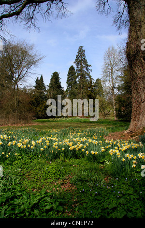 Frühling am zündeten Arboretum Gloucestershire Stockfoto